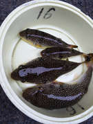 釣魚 ショウサイフグのカルパッチョ風 レシピ 作り方 By 料理人花吉 クックパッド 簡単おいしいみんなのレシピが356万品