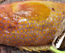 飛び散りにくい ピーラーで魚の鱗取り レシピ 作り方 By あちぼんちゃん クックパッド