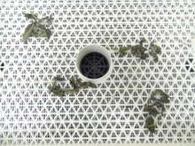 食品乾燥機でドライハーブの作り方 バジル レシピ 作り方 By ラボネクト クックパッド 簡単おいしいみんなのレシピが358万品