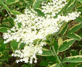 エルダーフラワーコリンズのレシピ