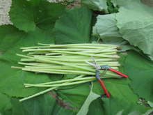 蕗 フキ の塩漬け レシピ 作り方 By Tobimama クックパッド 簡単おいしいみんなのレシピが357万品