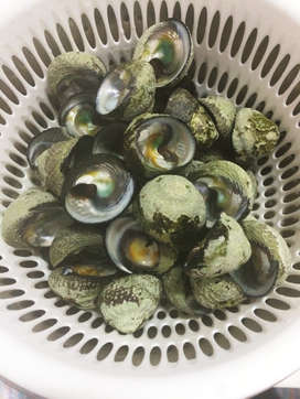 心に強く訴えるシッタカ 食べ方 最高の花の画像