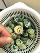 簡単 しったか貝 ニナ貝 の塩茹で レシピ 作り方 By こやじ女将 クックパッド 簡単おいしいみんなのレシピが353万品