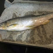 クッキングシートで焼く 鮎の塩焼き レシピ 作り方 By みぃーーみ クックパッド 簡単おいしいみんなのレシピが360万品