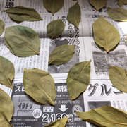 柿の葉茶 レシピ 作り方 By 0円農業 クックパッド 簡単おいしいみんなのレシピが357万品