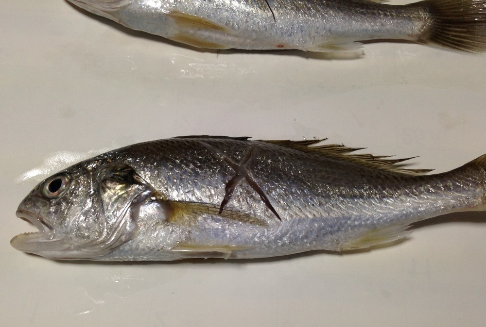 フライパンで簡単 イシモチの煮付け レシピ 作り方 By マリンブルーマリン クックパッド 簡単おいしいみんなのレシピが356万品