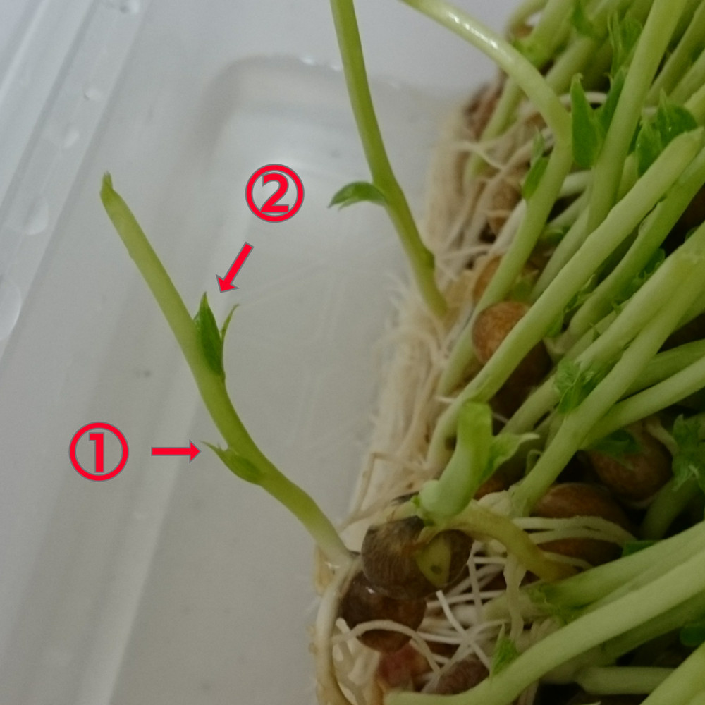 いつも成功 秘密の豆苗再生法 育て方 レシピ 作り方 By Mutsumi クックパッド 簡単おいしいみんなのレシピが379万品