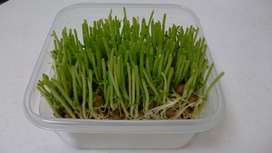 いつも成功 秘密の豆苗再生法 育て方 レシピ 作り方 By Prost