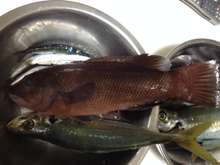 コブダイの刺身 レシピ 作り方 By オヤビッチャ クックパッド 簡単おいしいみんなのレシピが371万品