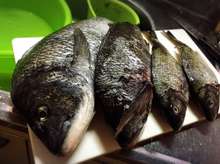 チヌ 黒鯛 の中華風カルパッチョサラダ レシピ 作り方 By まるたまん クックパッド 簡単おいしいみんなのレシピが356万品