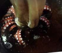 タコの茹で方 お刺身 レシピ 作り方 By まるたまん クックパッド 簡単おいしいみんなのレシピが358万品