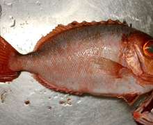 チカメキントキの煮もの どんな魚でも レシピ 作り方 By 料理好きなオトン クックパッド