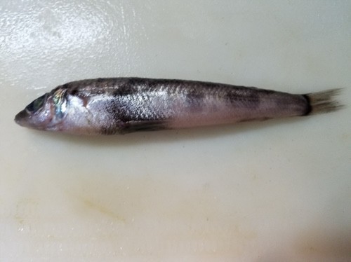 漁師さんに教わった メヒカリの唐揚げ レシピ 作り方 By ハル太郎 クックパッド 簡単おいしいみんなのレシピが361万品