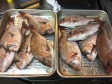 プロ伝授 絶品 魚の一夜干し レシピ 作り方 By とっても めーこ クックパッド 簡単おいしいみんなのレシピが359万品