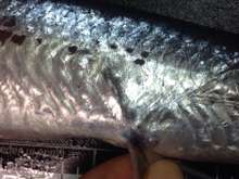 トビウオのお刺身 捌き方 レシピ 作り方 By Chee 09 クックパッド 簡単おいしいみんなのレシピが356万品