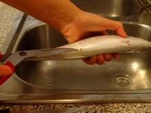 ハサミだけ 簡単な鯖のさばき方 レシピ 作り方 By Tabi Chan クックパッド 簡単おいしいみんなのレシピが359万品