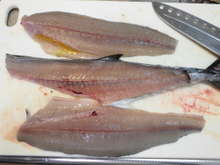 サゴシの西京焼き レシピ 作り方 By アングラーズ 公式 クックパッド