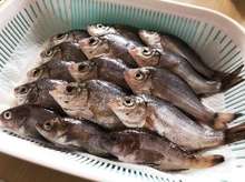 タナゴの炊き込みご飯 レシピ 作り方 By スエア クックパッド