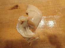 姫貝 シロガイ サラガイ の刺身と湯引き レシピ 作り方 By あおもりの肴 クックパッド 簡単おいしいみんなのレシピが359万品