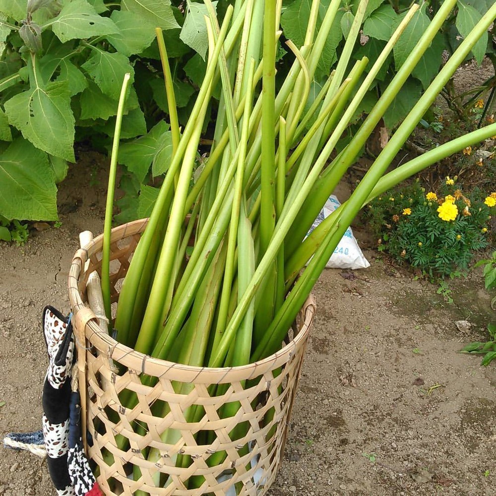 収穫から 芋がらの作り方 レシピ 作り方 By 福島天栄村みっけたい クックパッド 簡単おいしいみんなのレシピが376万品