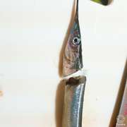 さよりの腹開き おろし方 レシピ 作り方 By ちぇるこ クックパッド 簡単おいしいみんなのレシピが360万品