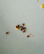 サイゼリヤ風 簡単自家製唐辛子フレーク レシピ 作り方 By まこりんとペン子 クックパッド 簡単おいしいみんなのレシピが354万品