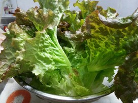 ちしゃもみ「ピンクロッサ」 by 気まぐれ母さん。 【クックパッド】 簡単おいしいみんなのレシピが356万品