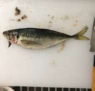 釣り鯵を大量に早く捌く 下処理保存用 レシピ 作り方 By 釣り好きマサコ クックパッド 簡単おいしいみんなのレシピが353万品