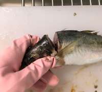 釣り鯵を大量に早く捌く 下処理保存用 レシピ 作り方 By 釣り好きマサコ クックパッド 簡単おいしいみんなのレシピが353万品