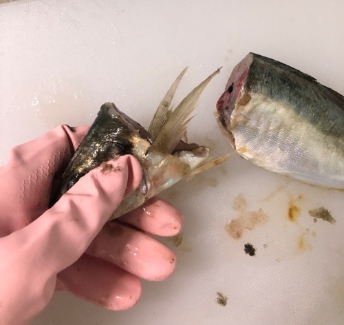 釣り鯵を大量に早く捌く 下処理保存用 レシピ 作り方 By 釣り好きマサコ クックパッド 簡単おいしいみんなのレシピが360万品