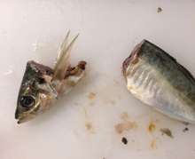 釣り鯵を大量に早く捌く 下処理保存用 レシピ 作り方 By 釣り好きマサコ クックパッド 簡単おいしいみんなのレシピが353万品