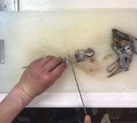 むぎいか するめいか の下処理 レシピ 作り方 By Dentack クックパッド 簡単おいしいみんなのレシピが356万品