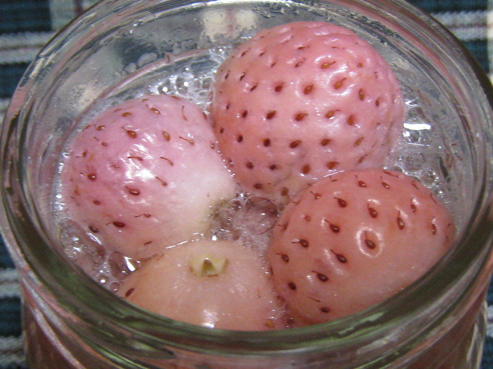 イチゴによる酵母菌の増殖