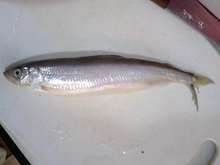 大チカの刺身 〆チカ レシピ 作り方 By 料理人ｋｅｎ クックパッド 簡単おいしいみんなのレシピが361万品