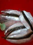 大チカの刺身 〆チカ レシピ 作り方 By 料理人ｋｅｎ クックパッド 簡単おいしいみんなのレシピが361万品