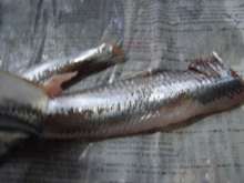 簡単 手開き いわしのお刺身 レシピ 作り方 By トムラウシ クックパッド 簡単おいしいみんなのレシピが360万品