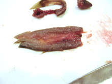 スタミナ満点 カラドジョウの蒲焼き レシピ 作り方 By 尾張こまき クックパッド 簡単おいしいみんなのレシピが353万品