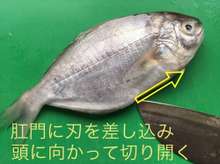 簡単 美味しい アマギの煮付け レシピ 作り方 By Lama クックパッド 簡単おいしいみんなのレシピが359万品