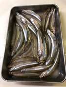 ワカサギ下処理ハサミで楽チン 3 レシピ 作り方 By 暴走インコ クックパッド 簡単おいしいみんなのレシピが361万品