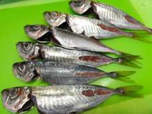 小アジでアクアパッツァ レシピ 作り方 By Yamabuki1 クックパッド 簡単おいしいみんなのレシピが364万品