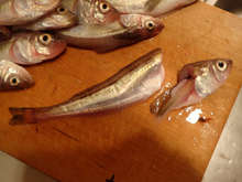 ハタハタの醤油漬け レシピ 作り方 By あおもりの肴 クックパッド 簡単おいしいみんなのレシピが353万品