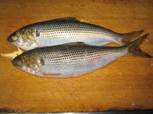 コノシロの塩焼き レシピ 作り方 By クック8t5w2d クックパッド 簡単おいしいみんなのレシピが354万品