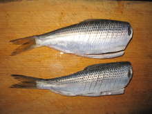 コノシロの塩焼き レシピ 作り方 By クック8t5w2d クックパッド 簡単おいしいみんなのレシピが354万品