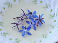 エディブルフラワーのボリジ レシピ 作り方 By Saku95 クックパッド 簡単おいしいみんなのレシピが358万品