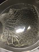 トリッパ ハチノスの下処理 レシピ 作り方 By ねこぶくろキッチン クックパッド 簡単おいしいみんなのレシピが357万品