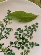 レモンマートル ティー レシピ 作り方 By ノリリンゴ クックパッド 簡単おいしいみんなのレシピが360万品