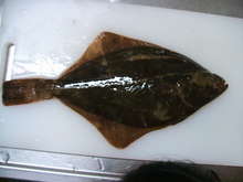 お魚の下ごしらえ カレイ レシピ 作り方 By Nechi33 クックパッド 簡単おいしいみんなのレシピが364万品