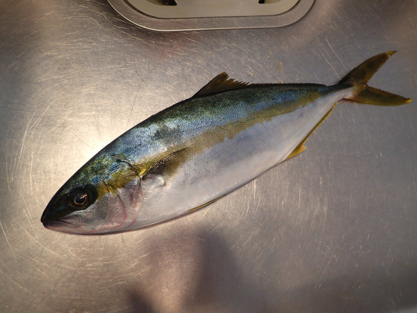 ヒラマサのなめろう レシピ 作り方 By あおもりの肴 クックパッド 簡単おいしいみんなのレシピが364万品