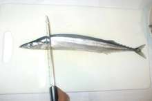 秋刀魚開き方 簡単腹開き レシピ 作り方 By 漢方薬のタカキ大林店 クックパッド 簡単おいしいみんなのレシピが361万品