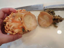 ほや料理の副産物 ほやランプ レシピ 作り方 By あおもりの肴 クックパッド 簡単おいしいみんなのレシピが354万品